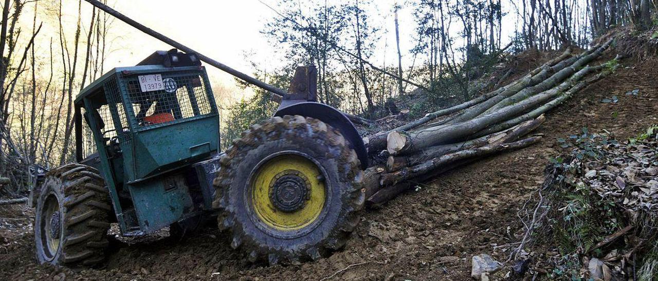 Un tractor arrastra varios troncos durante una de las tareas de tala impulsadas por la cooperativa &quot;El Maeral&quot;.