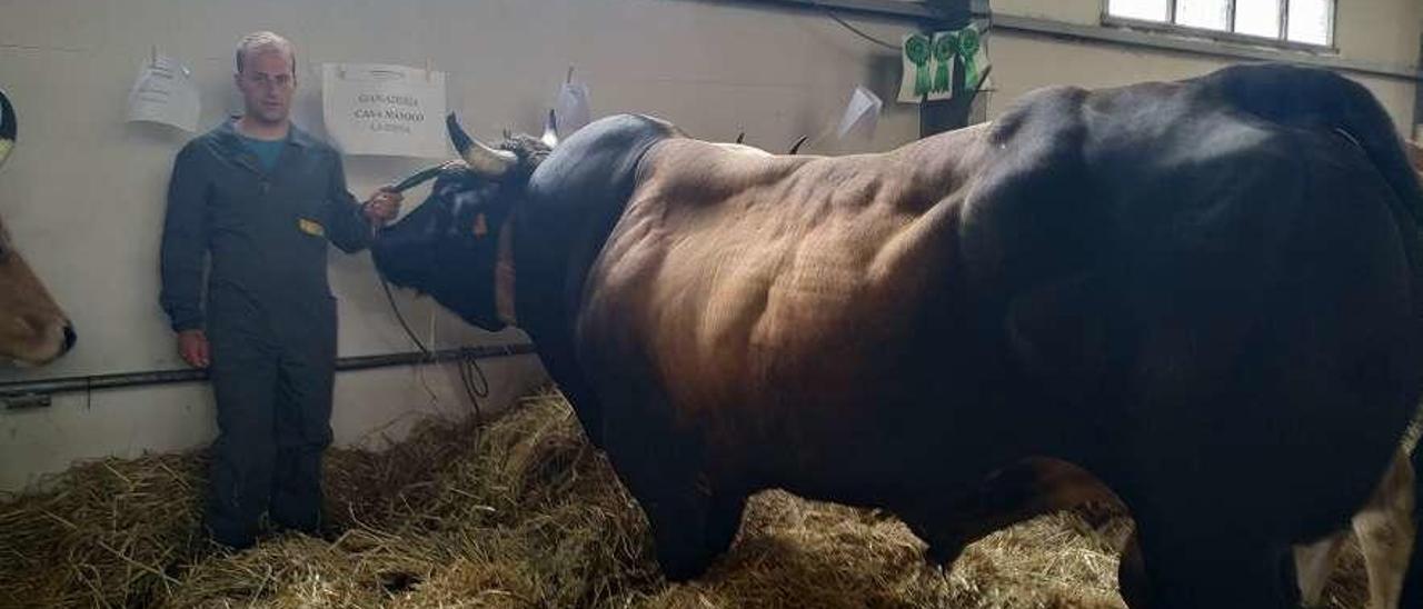 Adrián García Méndez con &quot;Ronaldo&quot;, el toro campeón de tipo culón, ayer, en Salas.