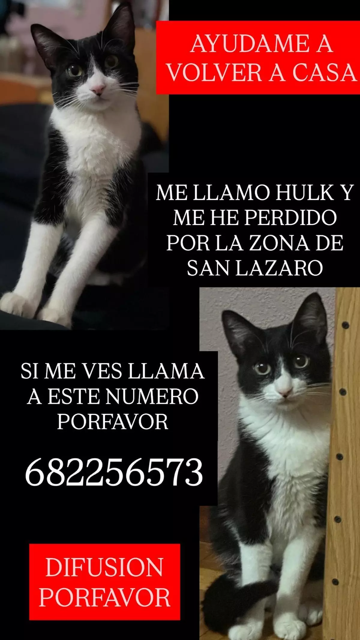 Aviso urgente por un gato perdido en San Lázaro: Hulk quiere volver a casa