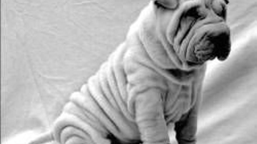 El shar-pei debe su ´belleza´ a un antiarrugas usado en cosmética