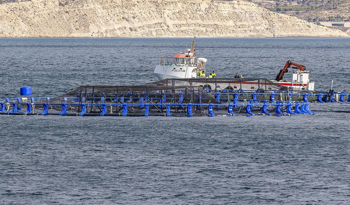 La piscifactoría de El Campello, de Avramar