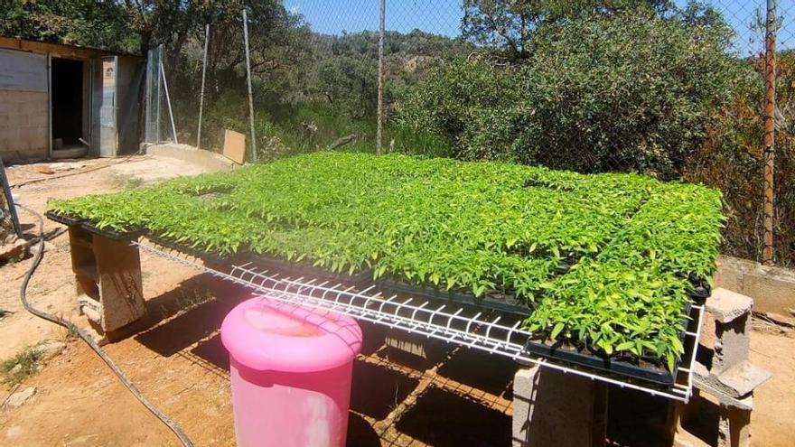 El planter de les futures plantes de marihuana de Tossa
