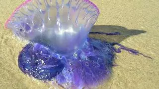 Playas con presencia de medusas carabela | Mapa y lista completa