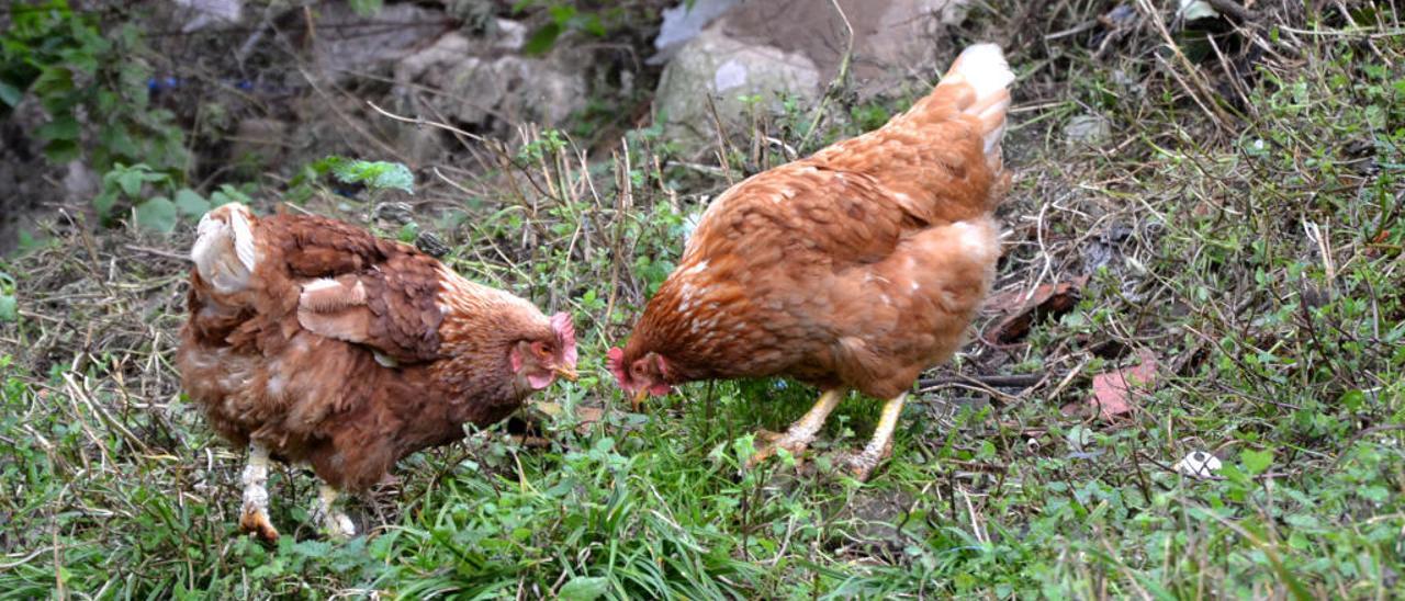 Gallinas, comiendo en libertad.