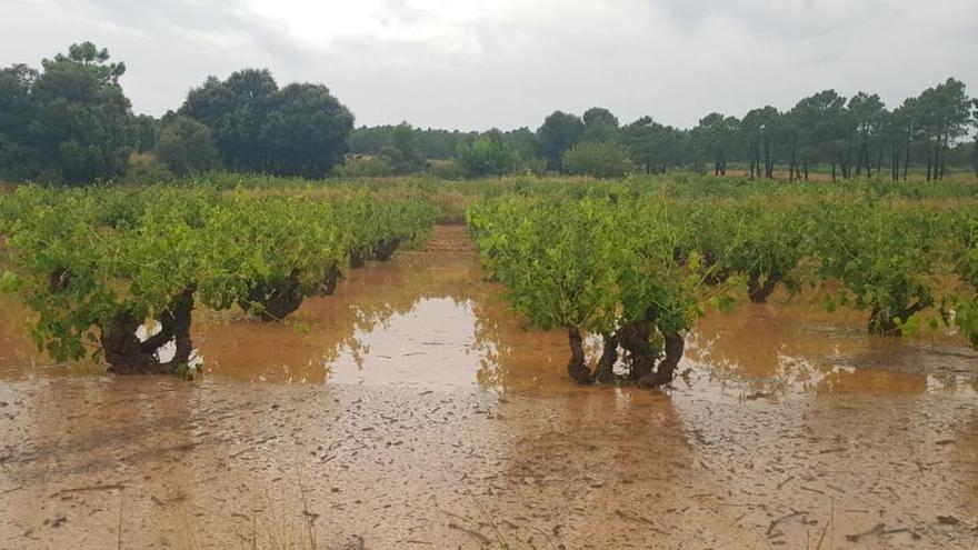 El temporal del pasado martes causó graves daños en las cosechas de la comarca.