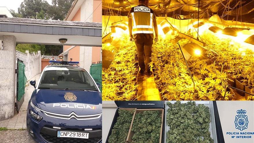 Desmantelan una plantación con 500 plantas de marihuana en un chalet de Sanxenxo