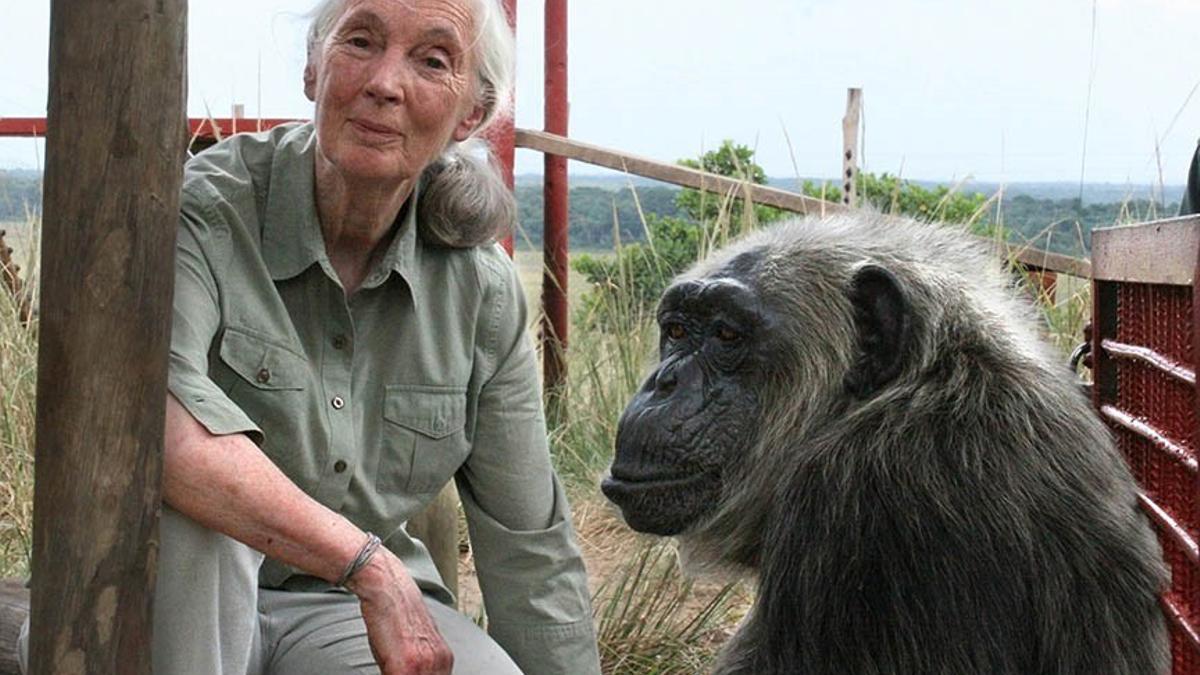 Jane Goodall junto a un primate.