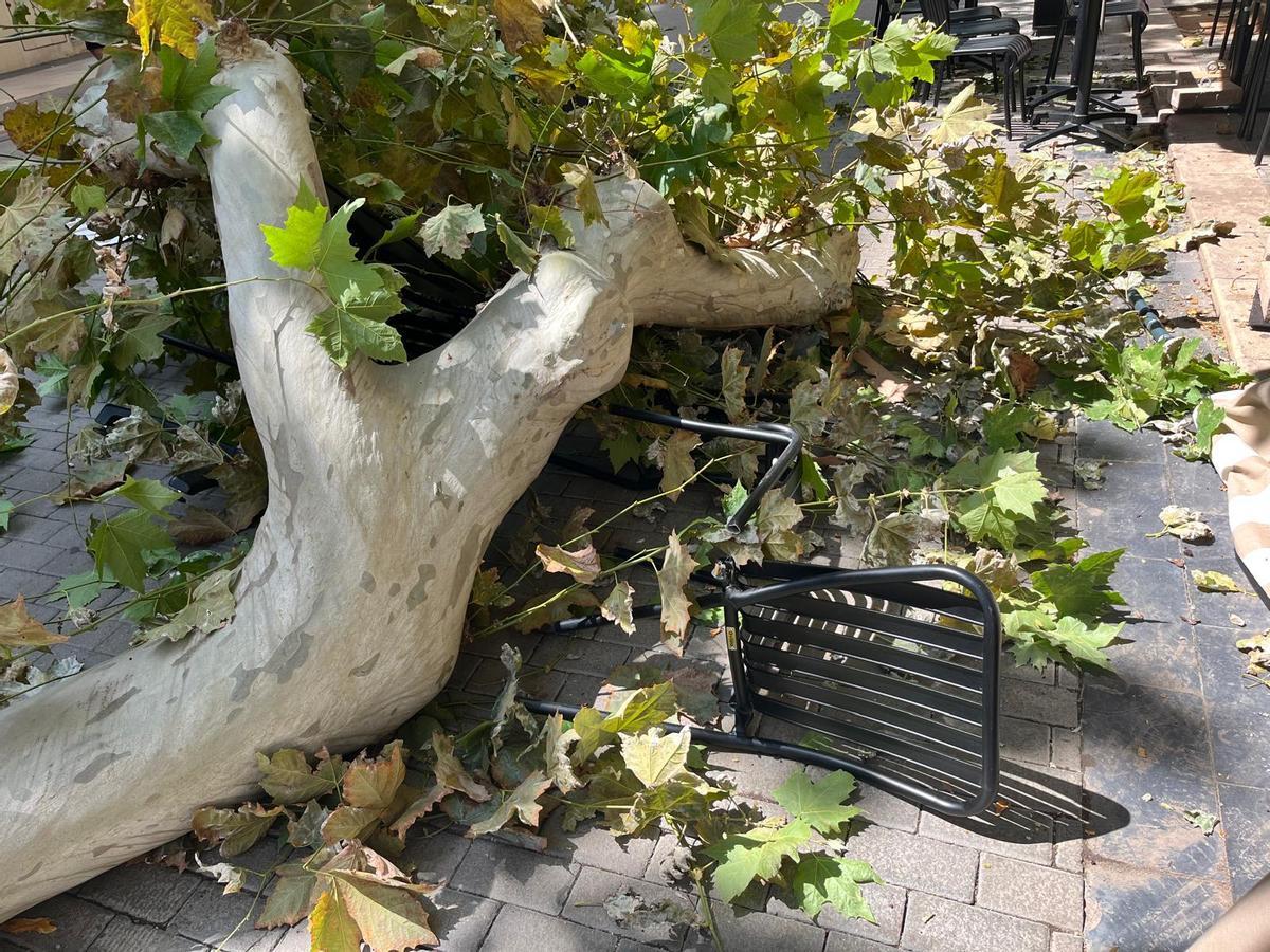 La rama, de gran tamaño, ha tirado una mesa y varias sillas de la terraza de la heladería