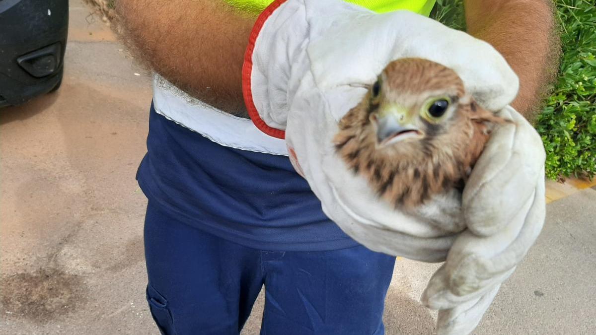 Rescatan dos polluelos de cernícalo en La Manga