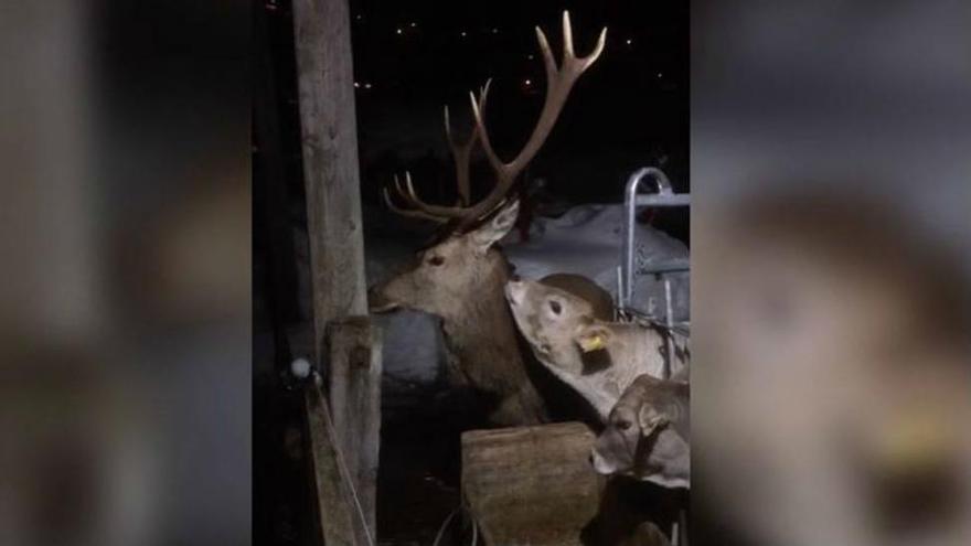 Un ciervo se refugia de la nieve entre dos terneros en Cantabria