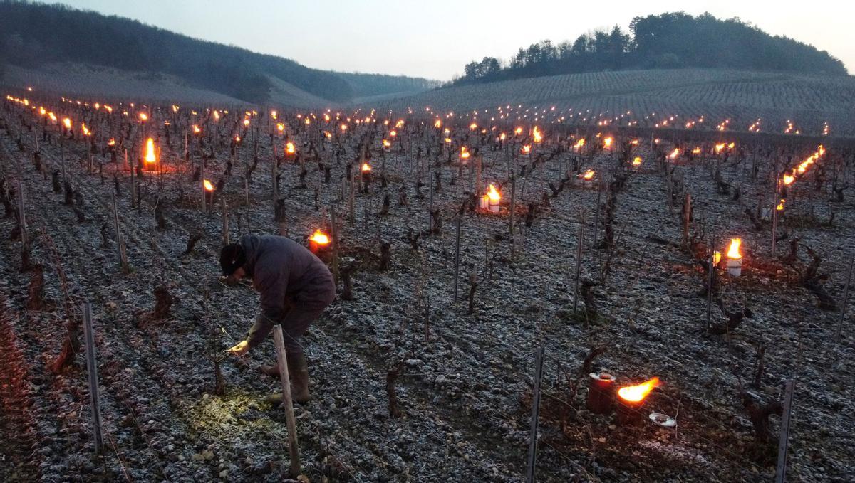 Un viticultor inspecciona sus viñas mientras enciende, de buena mañana, los calentadores para proteger los cultivos.