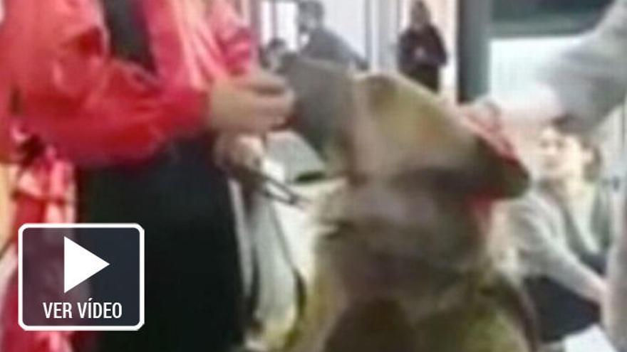 Un oso vestido de flamenca ataca a una presentadora en Rusia