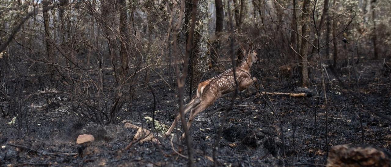 Un cervato corre por el bosque calcinado, cerca de Ferreras de Arriba.