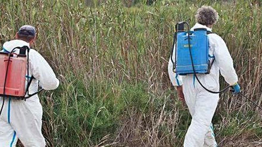 Dos operarios aplican el larvicida en ses Feixes, en una foto de 2017.