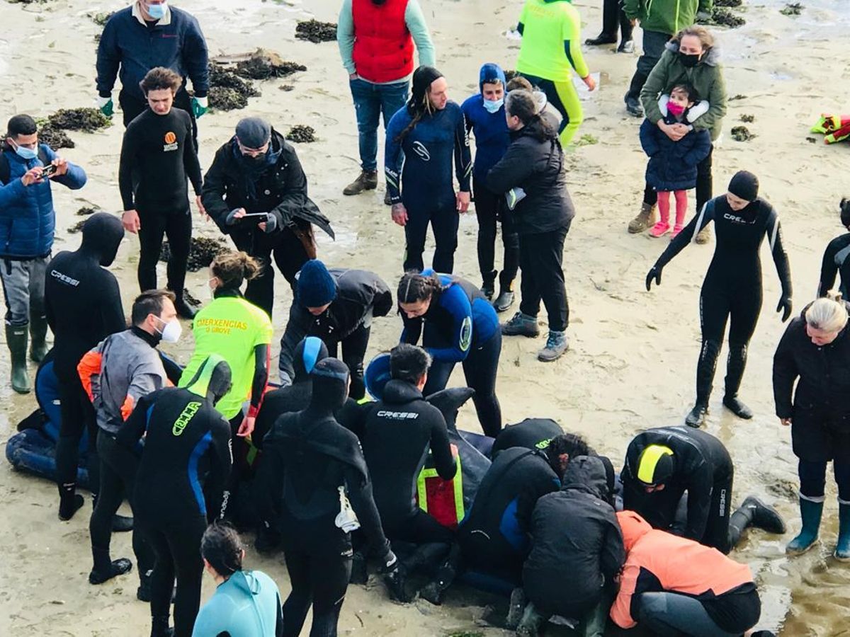 Uno de los delfines, después de ser atrapado y llevado a la orilla.