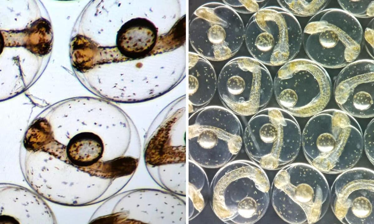Huevos de lubina en el centro de investigación francés donde se desarrolla el proyecto