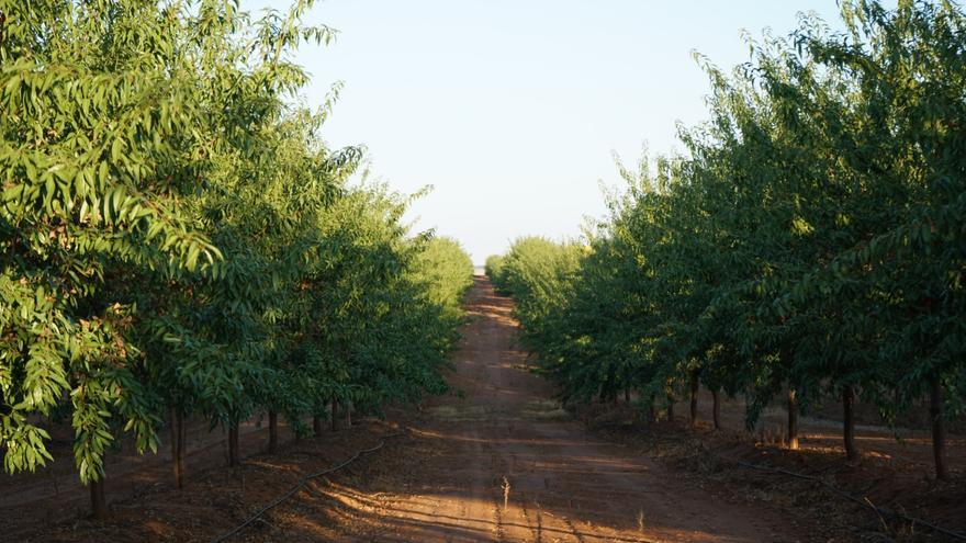 De Prado y Dcoop certifican 2.174 hectáreas de almendros bajo estándares internacionales de buenas prácticas agrícolas