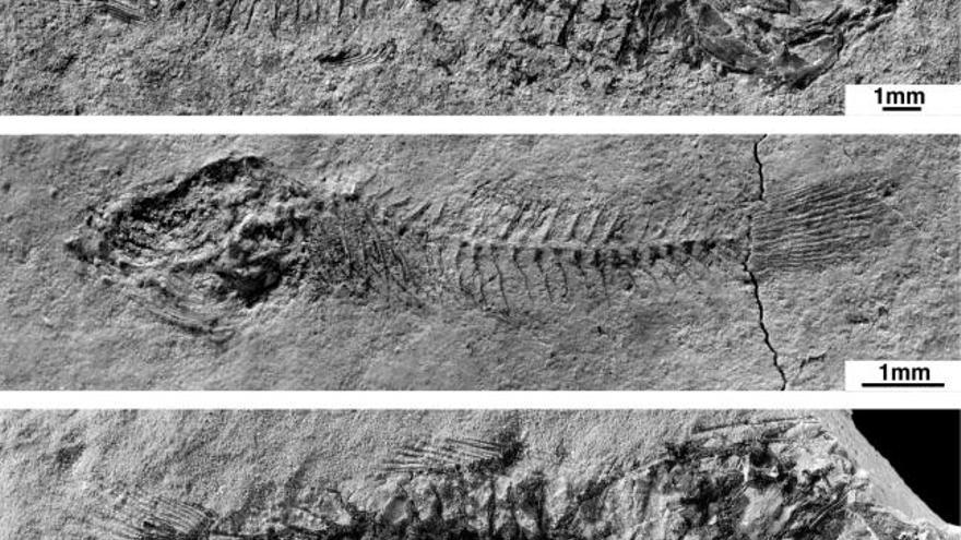 Paleolago&#039; localizado en la localidad valenciana de Biocorb, un fósil de una especie de pez que vivió en ese medio hace diez millones de años.