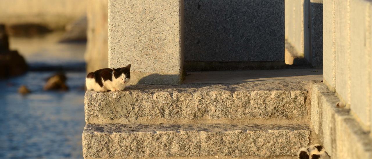 Los gatos calejeros se han convertido en un problema para los municipios arousanos