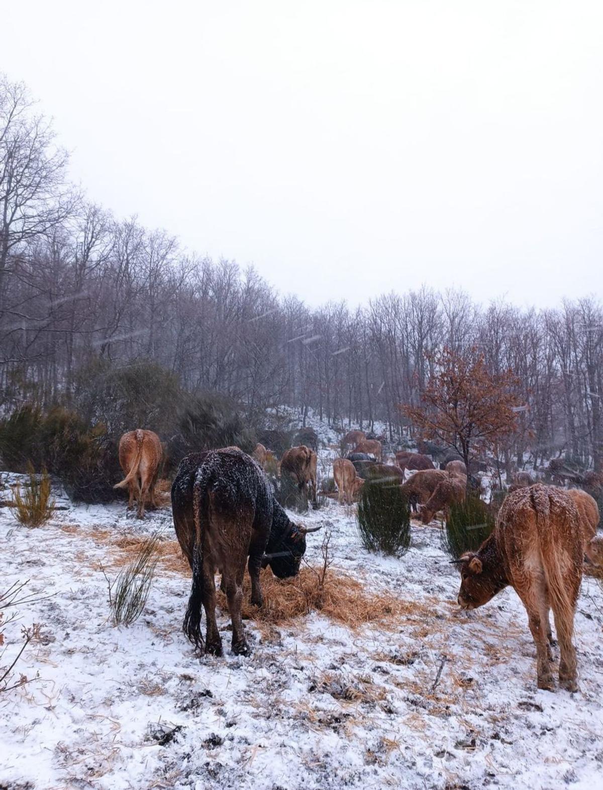 Vacas comienzo en el monte blanquecino por la nieve. | Araceli Saavedra