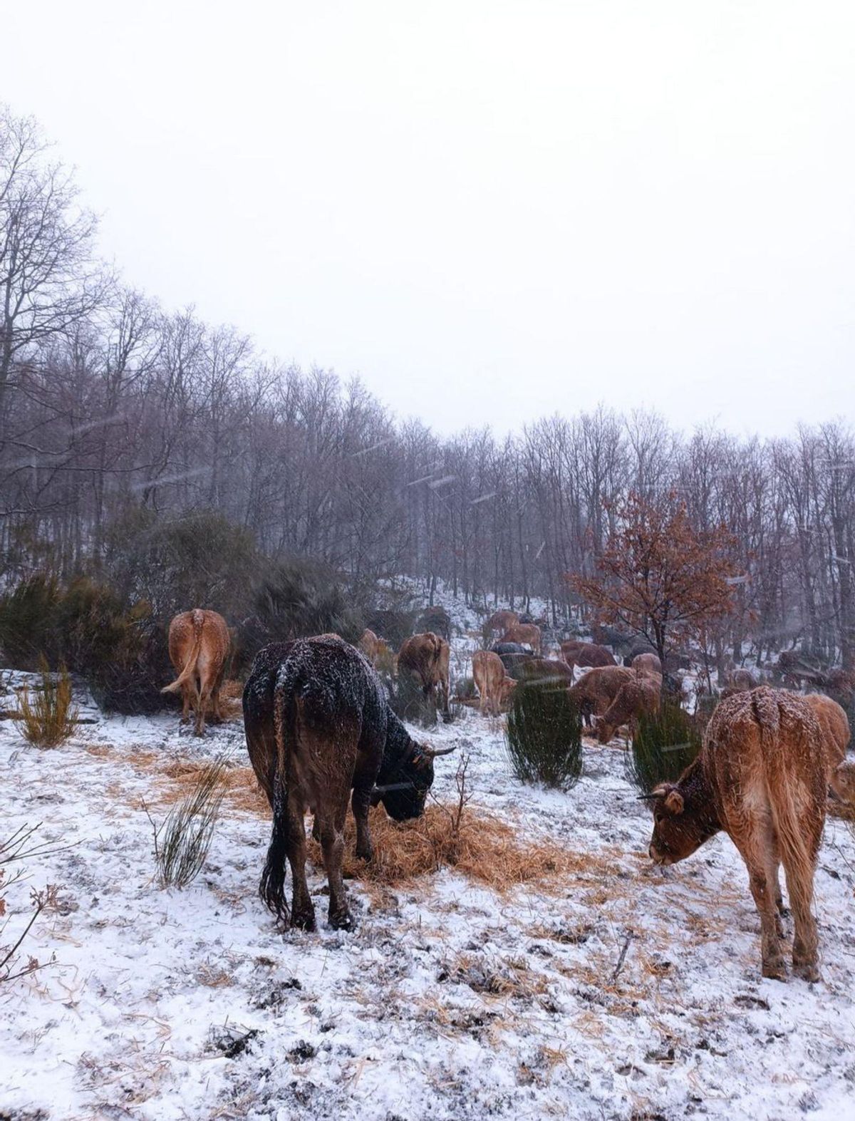 Vacas comienzo en el monte blanquecino por la nieve. | Araceli Saavedra