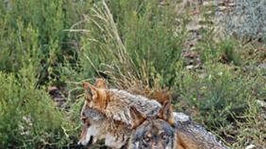 Dos lobos ibéricos.