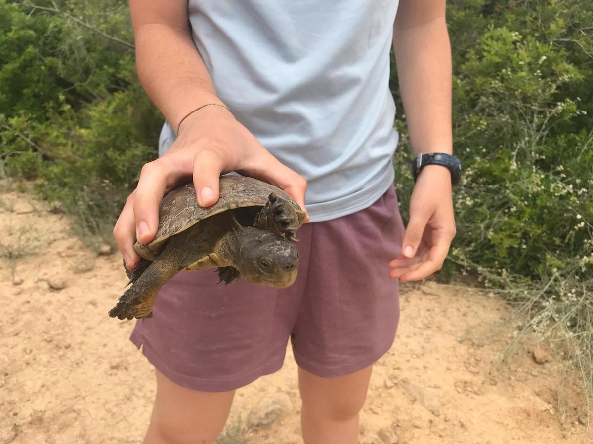 Una tortuga autóctona en Montserrat.