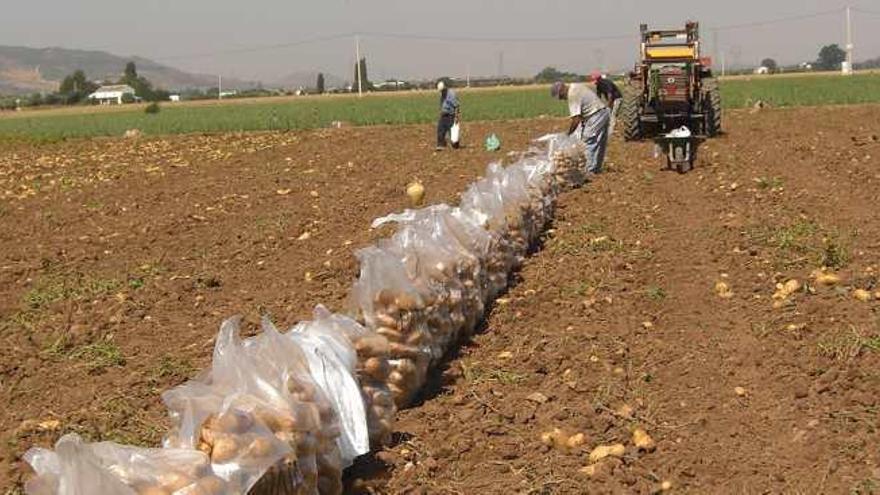 La cotización de la patata cae por la entrada de la verdura vieja de Francia