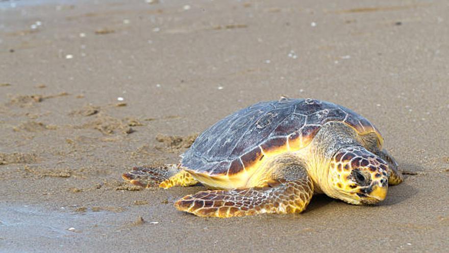 Campaña de sensibilización sobre la tortuga marina en Lorca