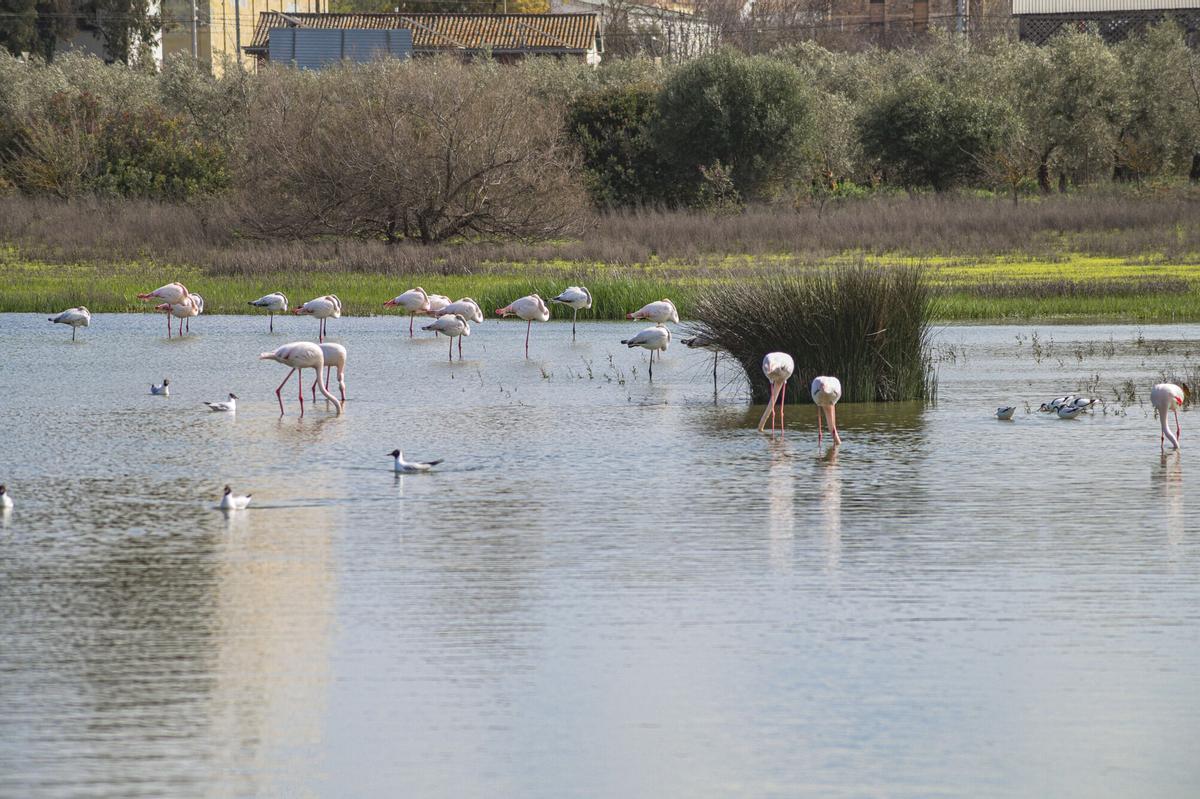 La laguna de Fuente de Piedra se recupera tras las últimas lluvias