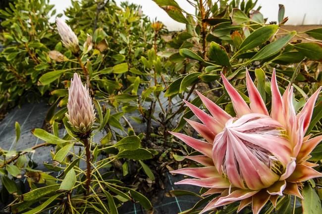 Plantación de proteas