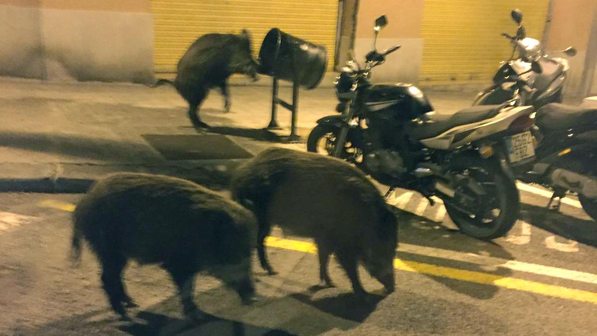 Jabalís buscan comida en la calle Amèrica del barrio de Guinardò de Barcelona. 