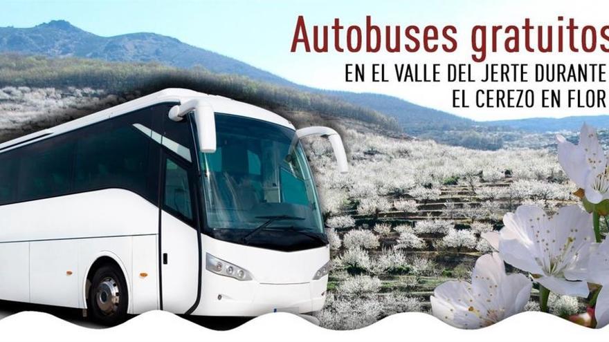 Tres rutas gratuitas en autobús recorrerán el Valle del Jerte durante el Cerezo en Flor