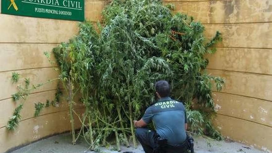 La plantación incautada. // Guardia Civil