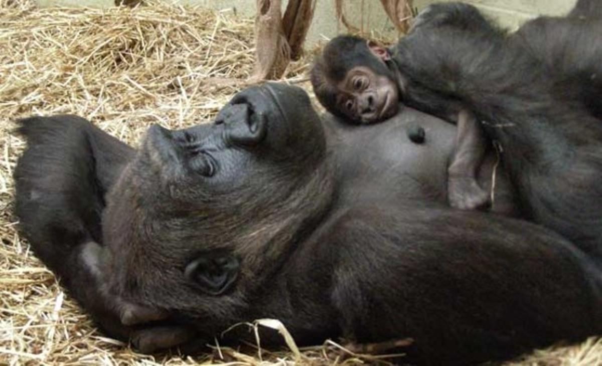 Una mamá gorila descansa junto a su cría en el zoo de Londres.