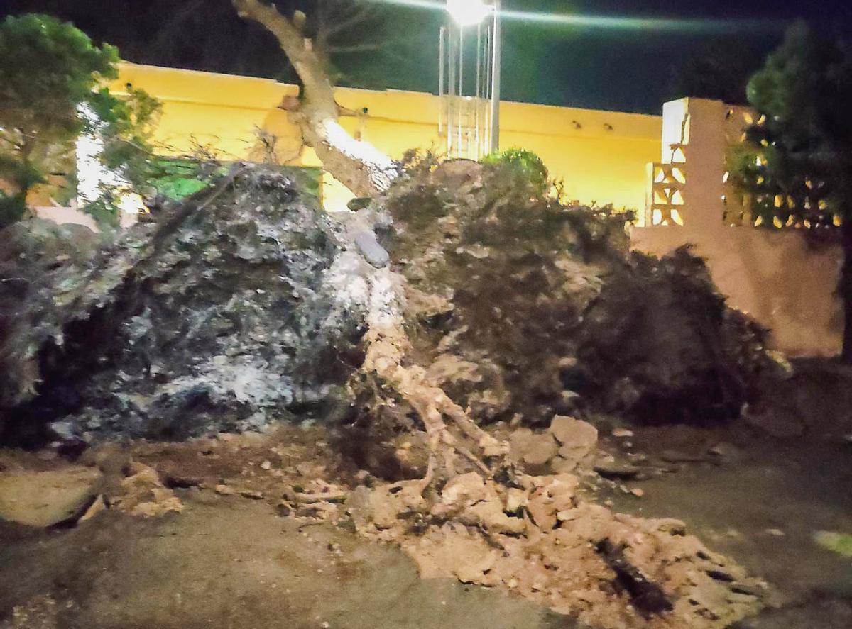 Árbol caído en Torrent.