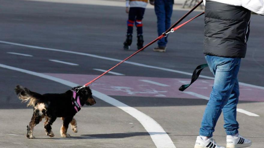 Gijón sigue teniendo más perros que menores de edad y ya hay más gatos que bebés