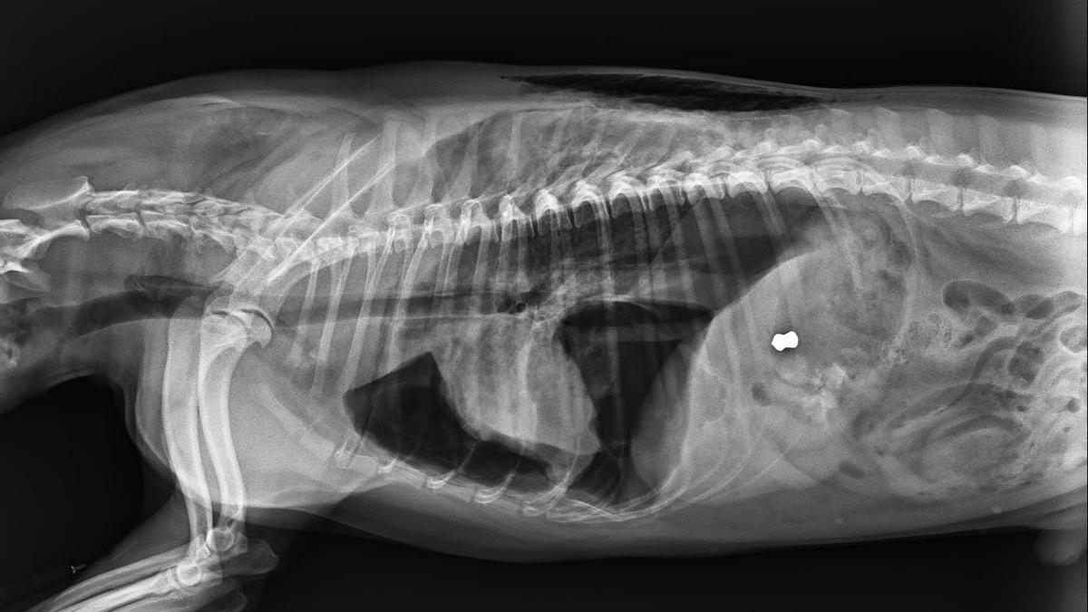 Radiografía de Messi, con el perdigón que le causó la muerte alojado en uno de sus pulmones.