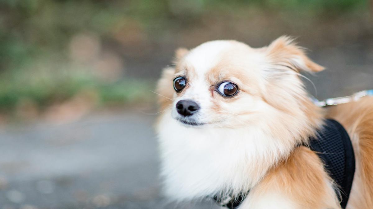 ¿Los perros pueden oler el miedo?