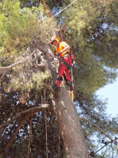 Tala d''arbres a la Renaixença