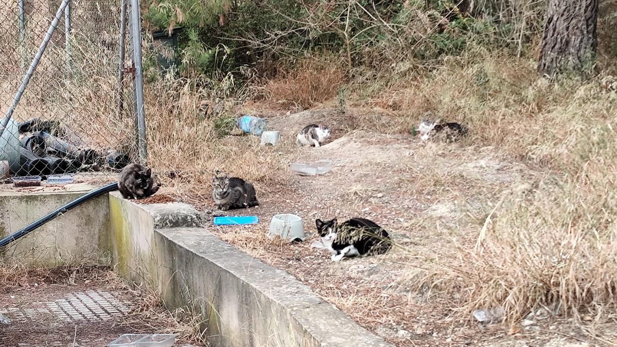 Comedero de gatos en Can Bonet.
