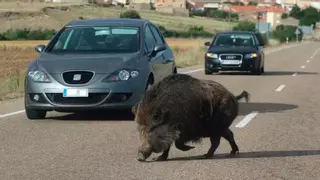 Herido un motorista de 40 años tras chocar contra un jabalí en Navianos de Valverde