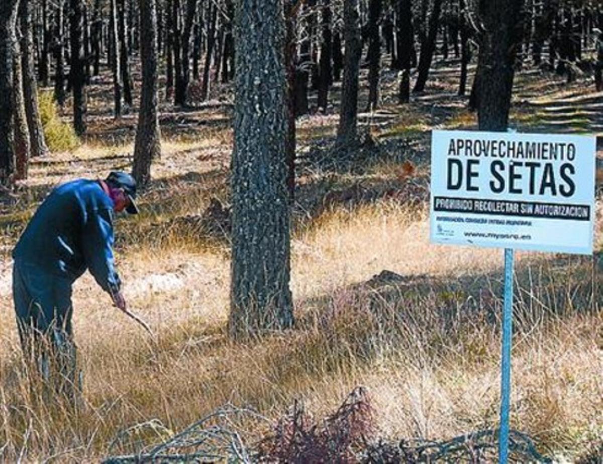 Àrea regulada 8 Un home busca bolets a Quintana Redonda.