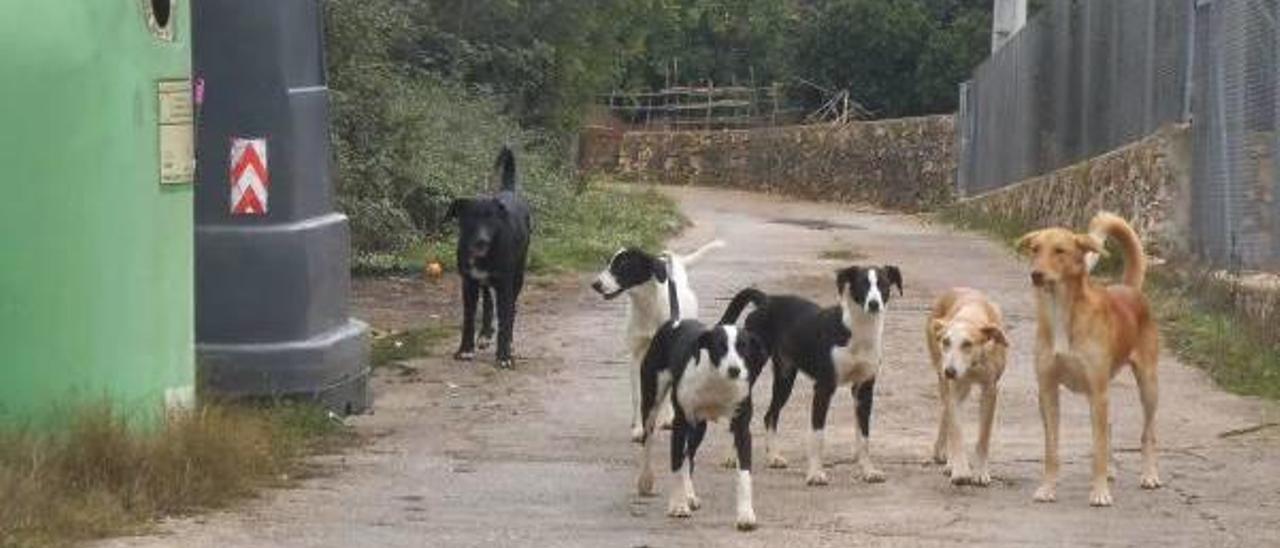 Los perros que hirieron a un caballo en Simat también han atacado a personas