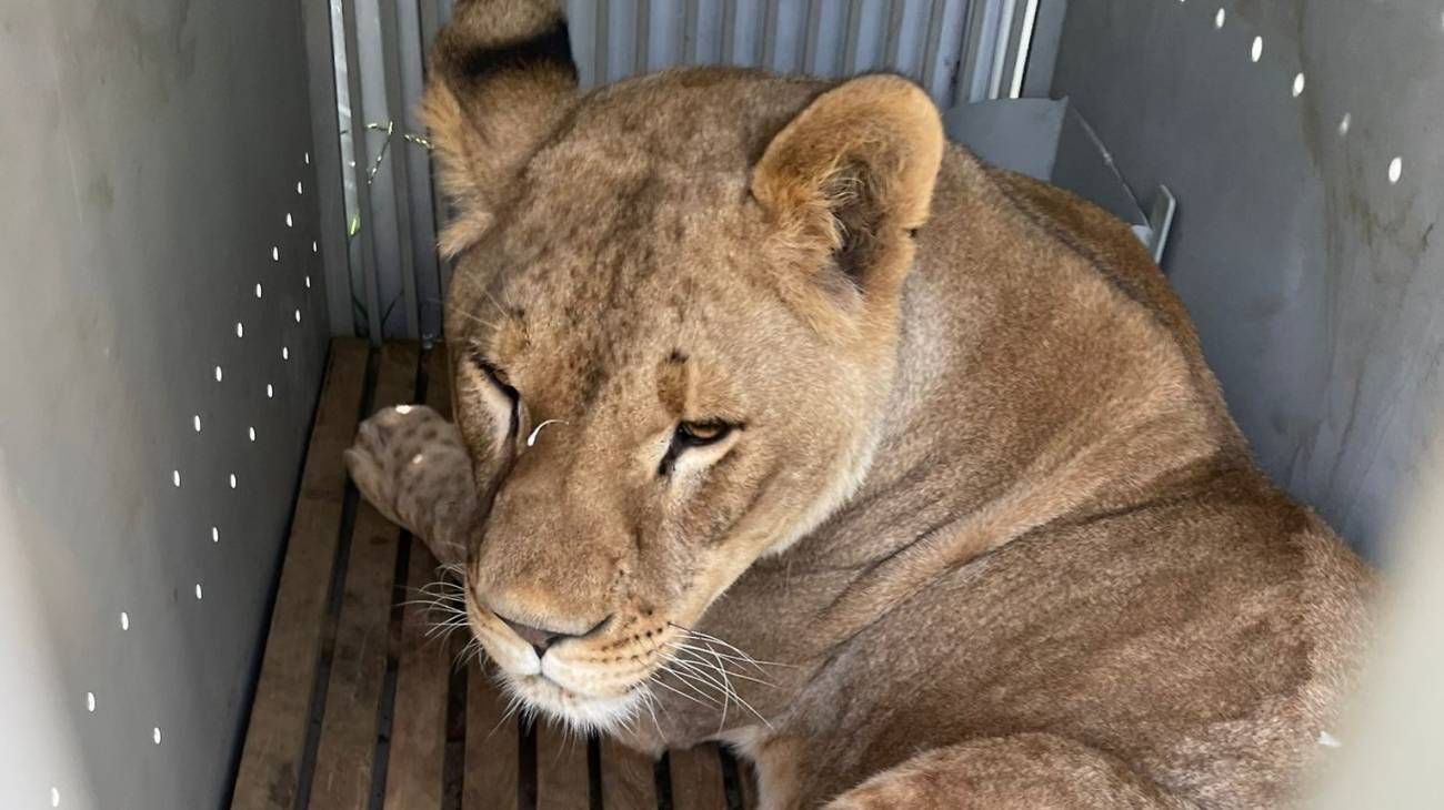 El león Ruru, rescatado de Ucrania y ahora en España