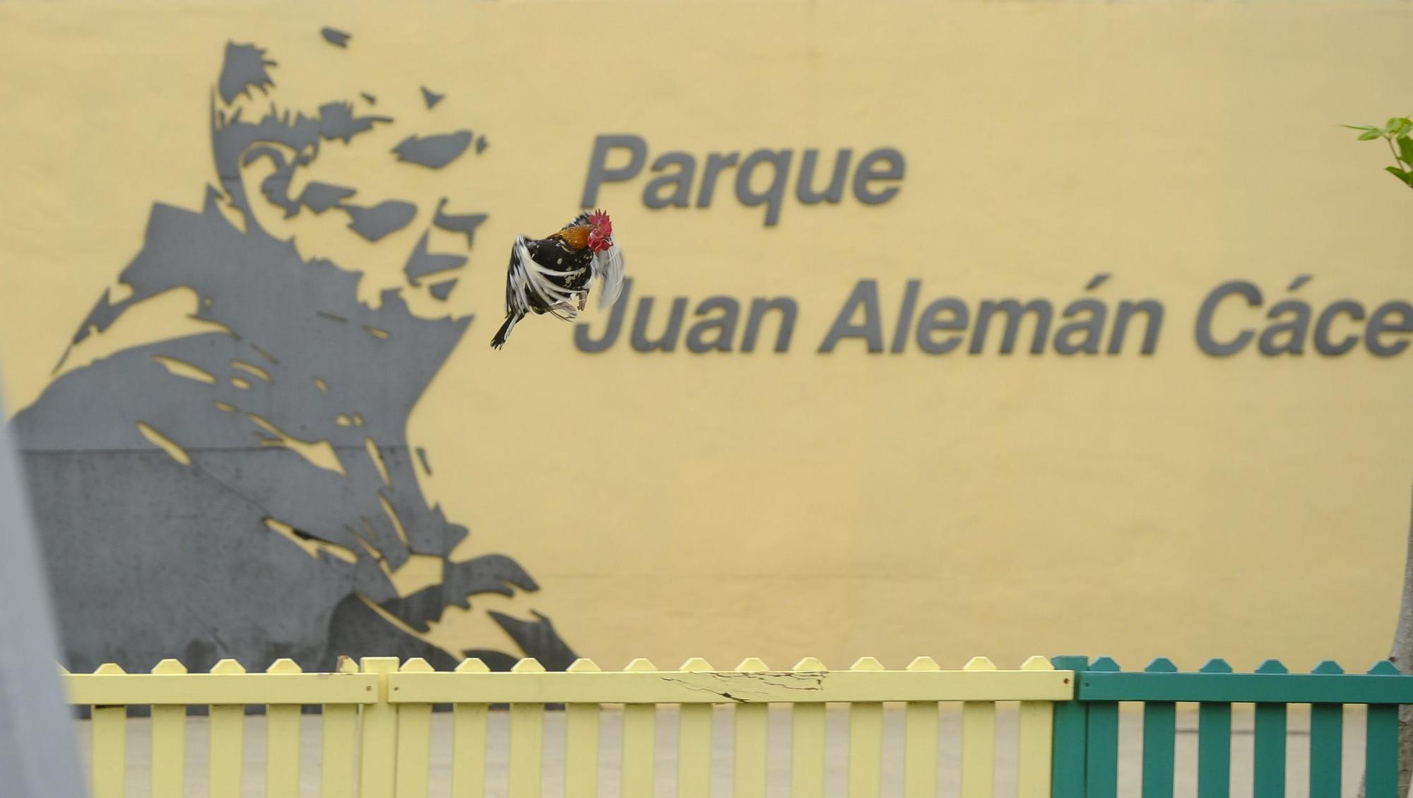 El Ayuntamiento retira los gallos de La Paterna tras varias quejas vecinales y antes de aplicar la desratización