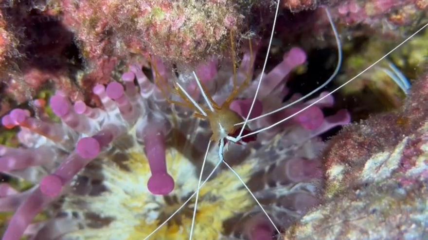 El curioso caso del camarón que limpia los parásitos a los peces en Canarias