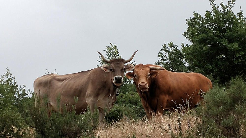 Cardona. El romanticisme també existeix en el món animal. La vaca i el toro no se separen en cap moment mentre pasturen i mengen tranquil·lament la tendra herba del camp.