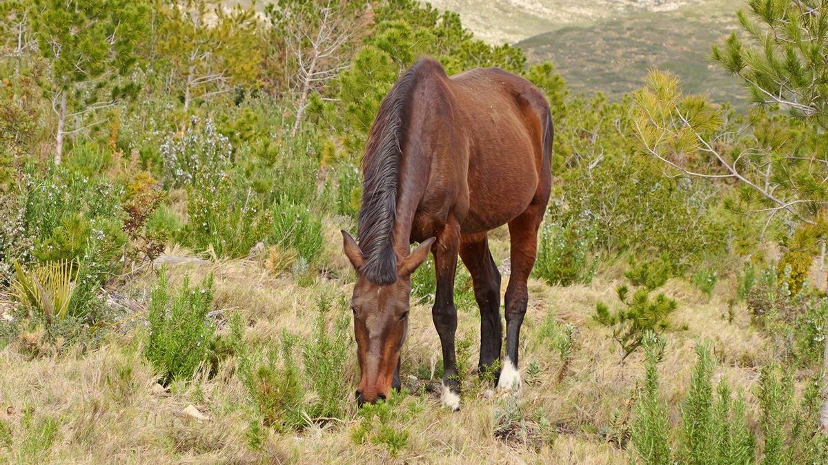 Del agua al fuego: Las yeguas 'bomberas' rescatadas en la dana que ahora salvan montes