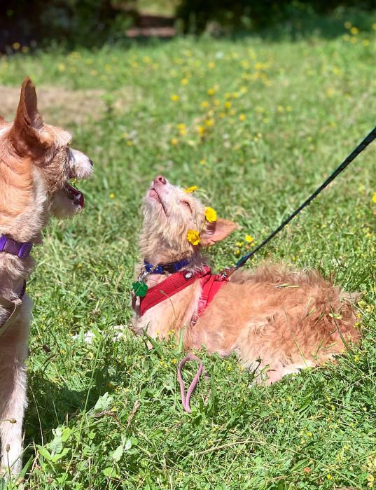 Los perros, en busca de un hogar